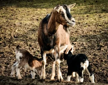 Excel Agro Services - Parent Goats